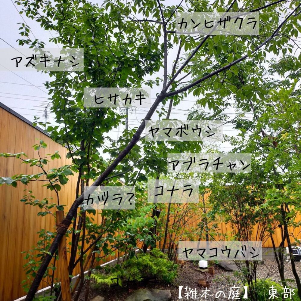 【雑木の庭】JINENGARDENさん造園の45本の常緑/落葉樹等の樹種まとめ後半 | 設計事務所による土間庭の家