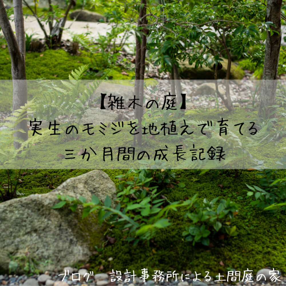 綺麗なイロハモミジの育て方・剪定方法！成長や樹形に合わせた手入れをして紅葉を楽しもう！ イロハモミジの苗木　実生　自然生　８年生　手入れなし