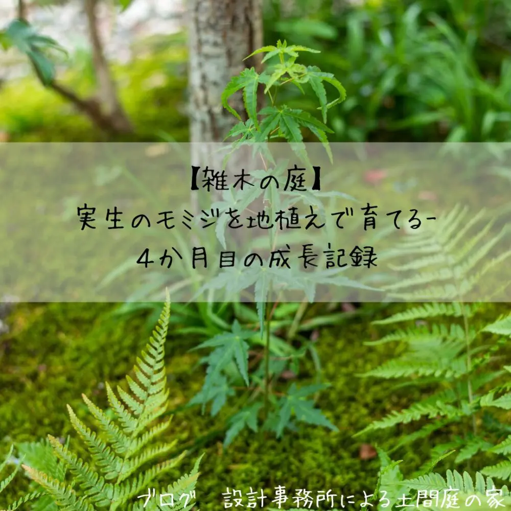 雑木の庭 実生のモミジを地植えで育てる ４か月目の成長記録 設計事務所による土間庭の家