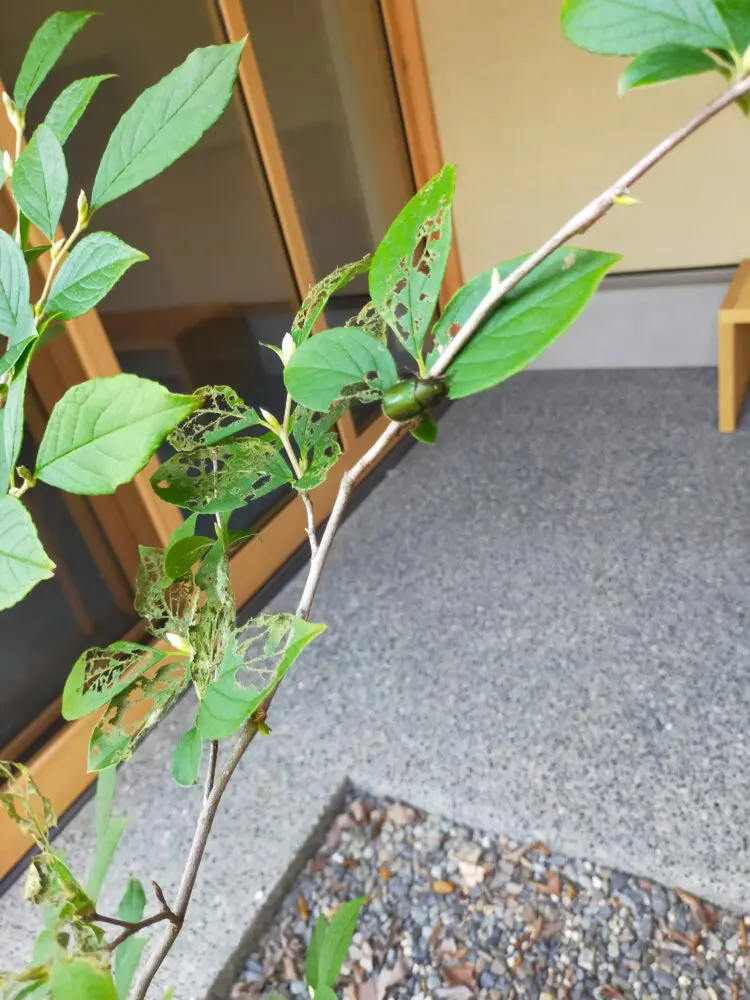 雑木の庭 たった1匹のコガネムシによる たった1日食害被害にあ然となった 成虫と幼虫の防除方法を紹介 設計事務所による土間庭の家
