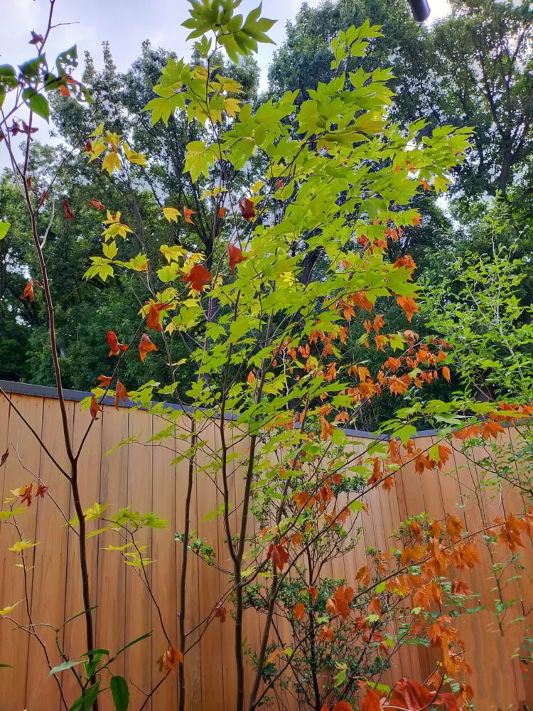 シロモジ【現品】管理22146 【植木・苗木・庭木】