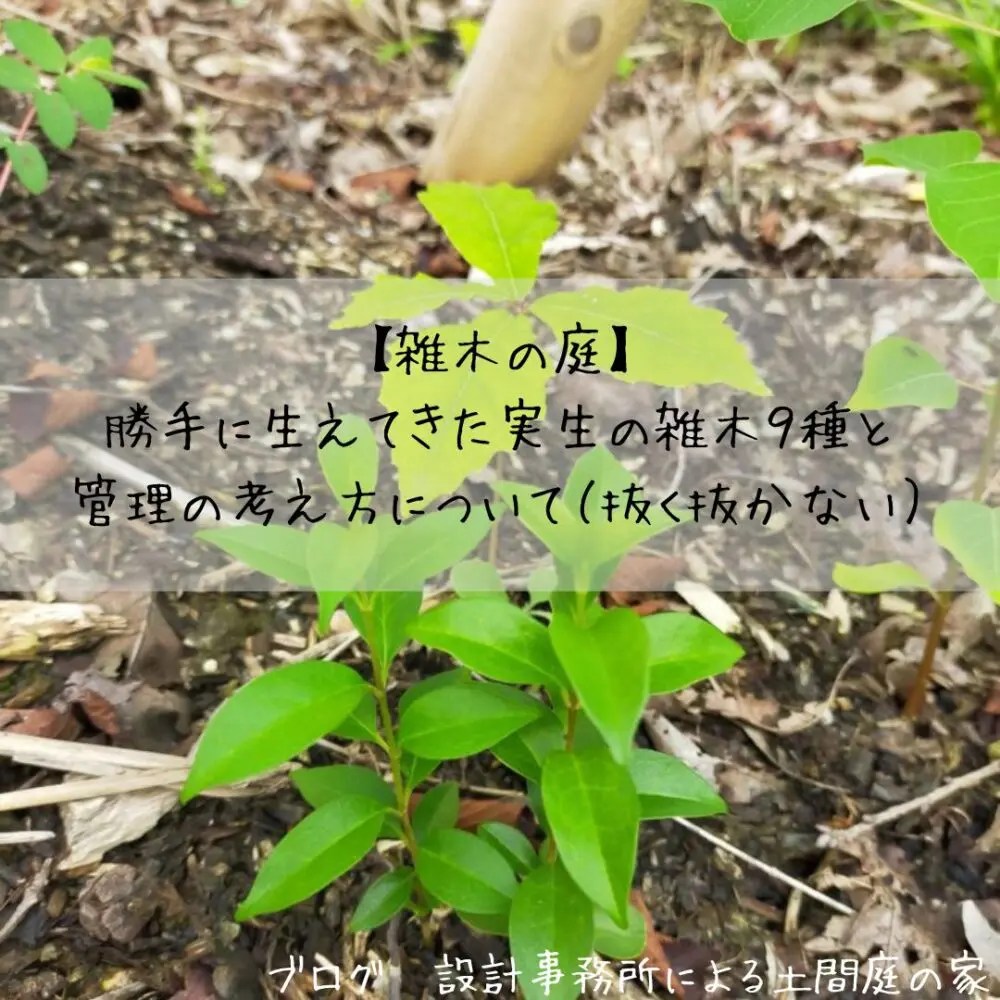 雑木の庭】勝手に生えてきた実生の雑木1２種と管理の考え方について（抜く抜かない） | 設計事務所による土間庭の家