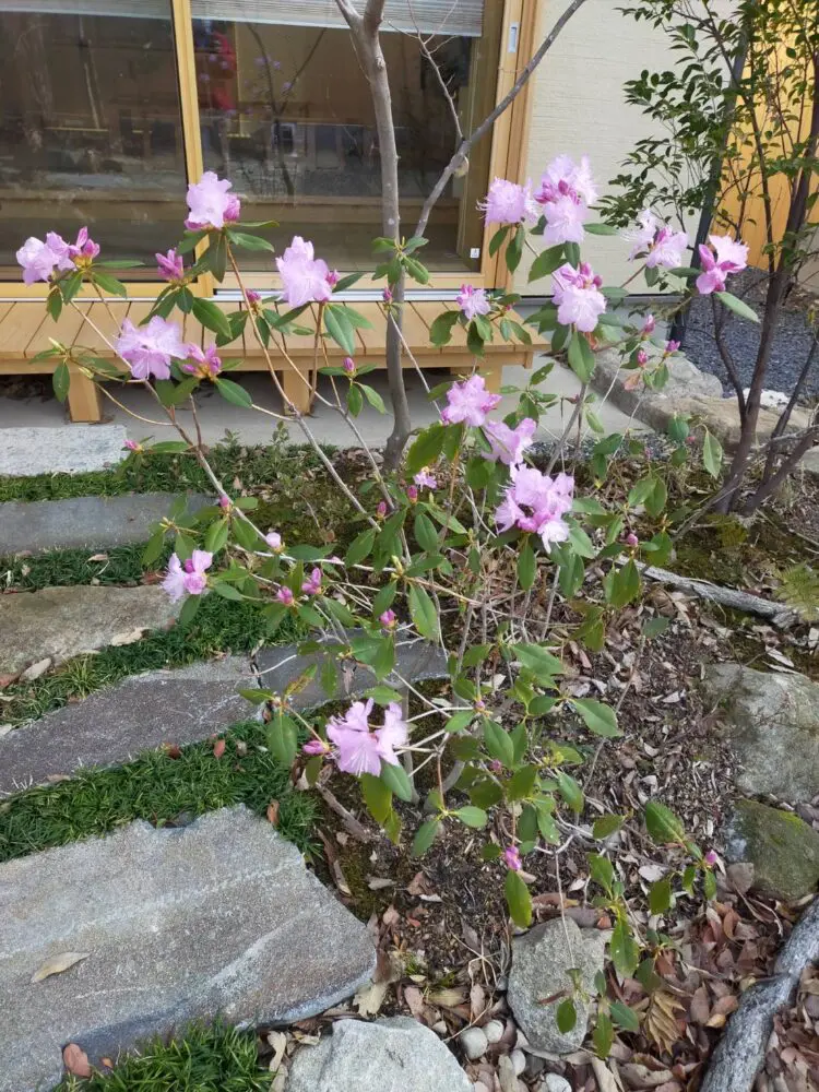 雑木の庭】ツツジ科の中でも一等早い、玄海ツツジの開花 | 設計事務所