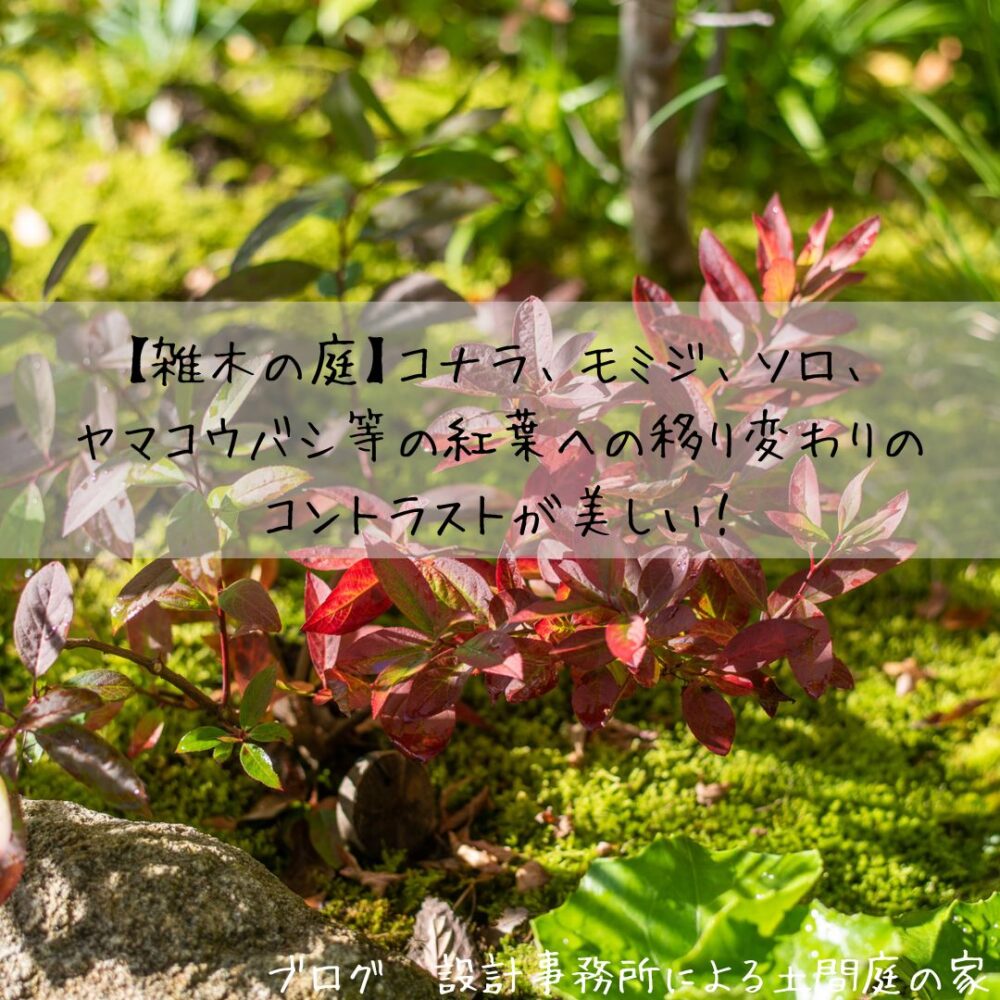 雑木の庭 コナラ モミジ ソロ ヤマコウバシ等の紅葉への移り変わりのコントラストが美しい 設計事務所による土間庭の家