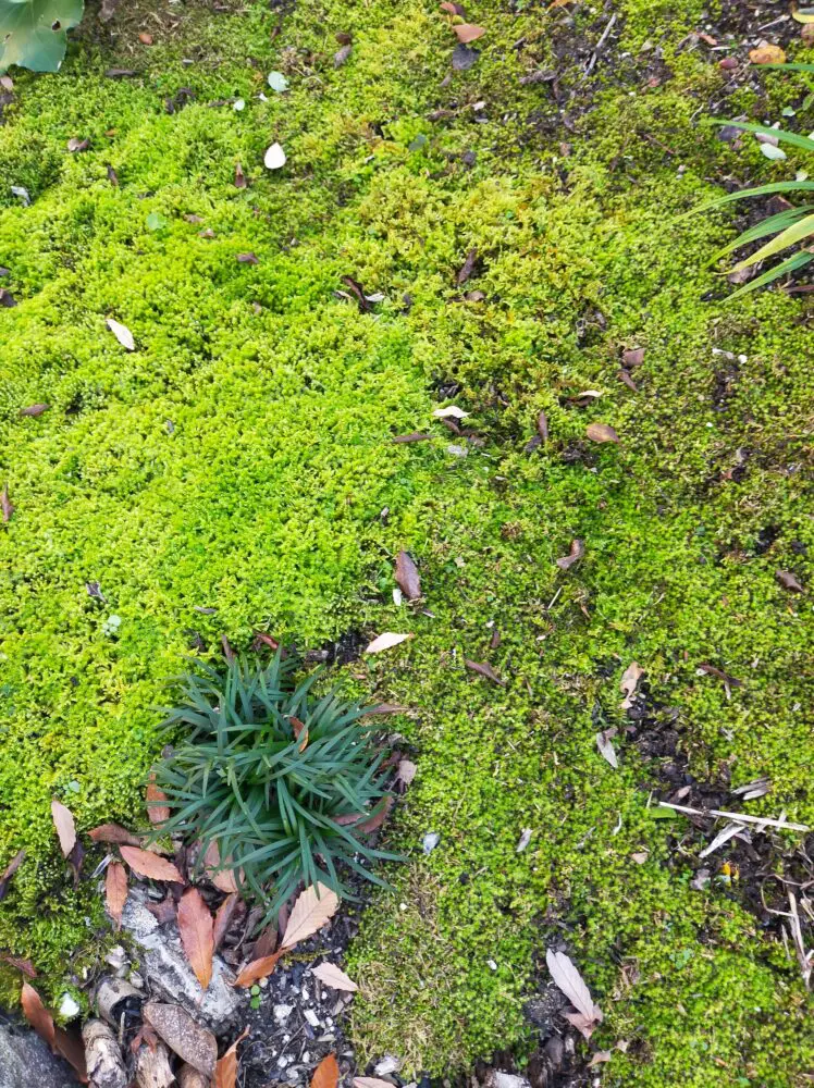 雑木の庭 Diy苔庭初期の雑草管理 除草剤を使いたくない理由と各雑草種毎の大変な所とは 設計事務所による土間庭の家