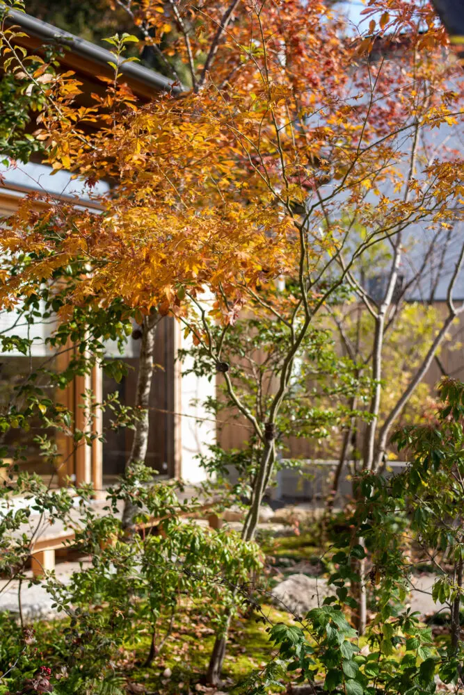 イロハモミジ 価値ある本株立ち