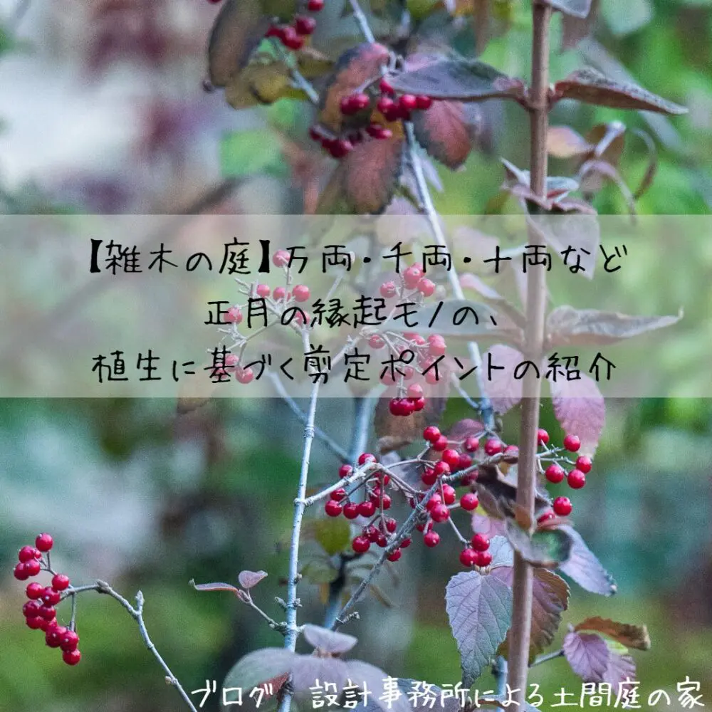 雑木の庭】万両・千両・十両など正月の縁起モノの、植生に基づく