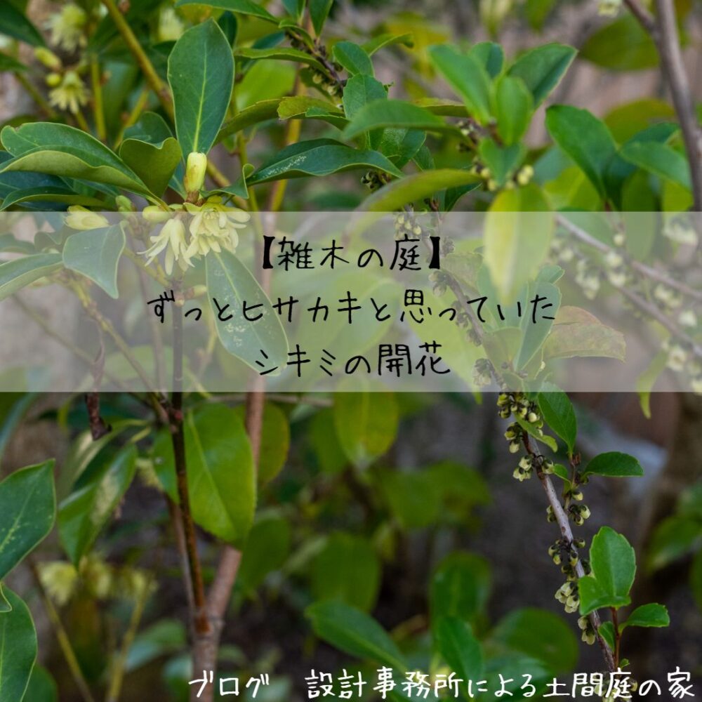【雑木の庭】ずっとヒサカキと思っていたシキミの開花 | 設計事務所による土間庭の家