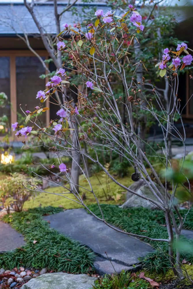 雑木の庭】ツツジ科の中でも一等早い、玄海ツツジの開花 | 設計事務所