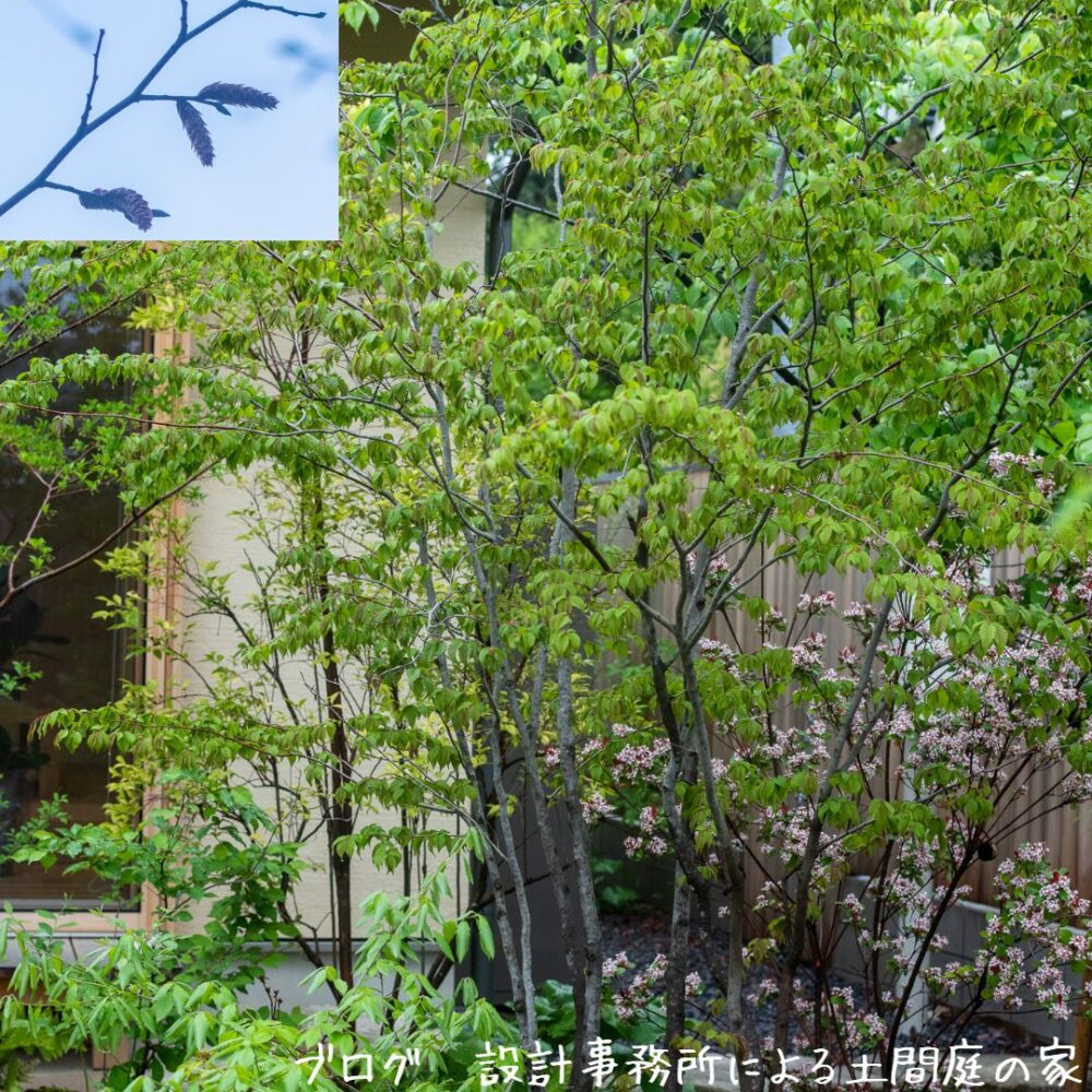 【雑木の庭】アカシデの開花から若葉の展開が完了するまで | 設計事務所による土間庭の家
