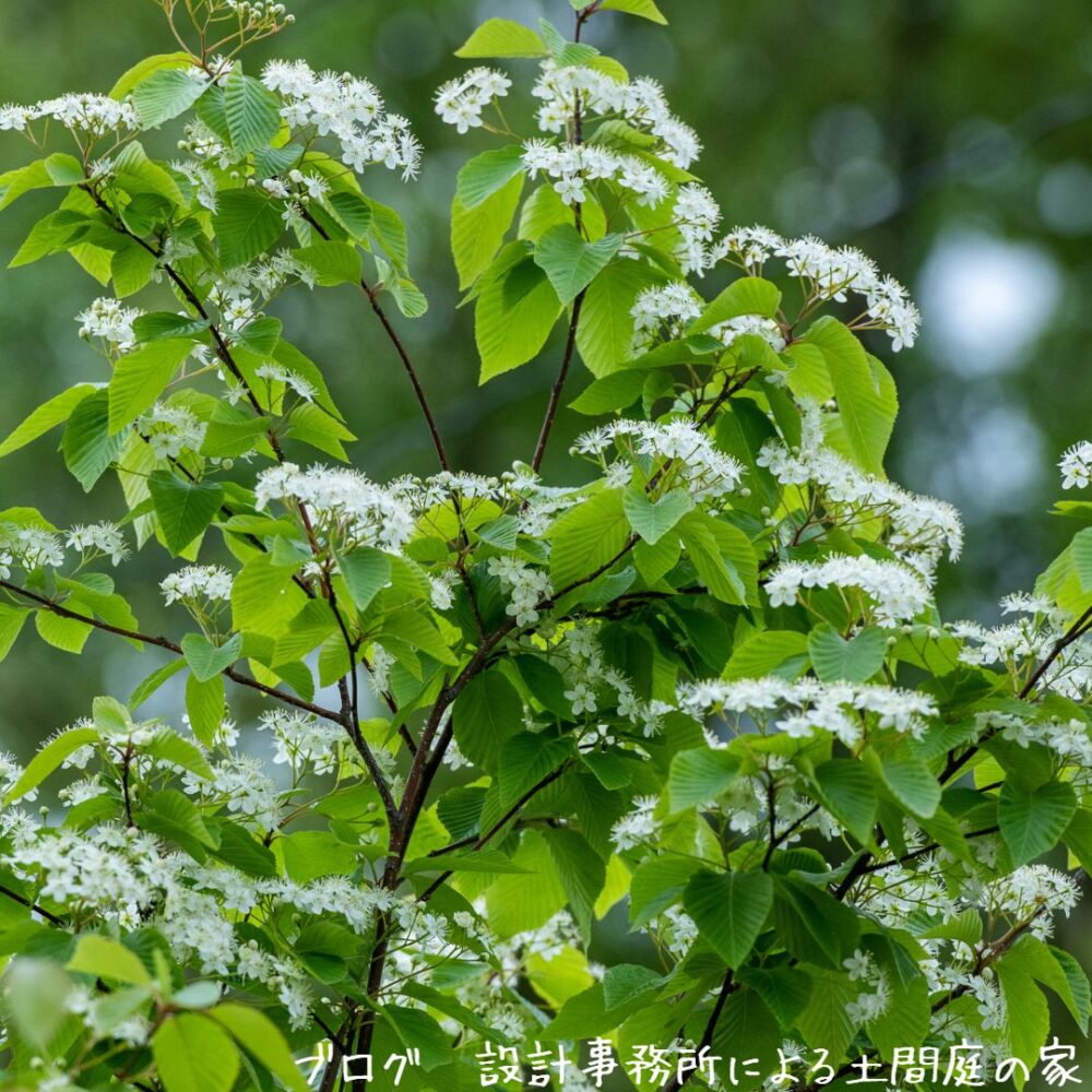 【雑木の庭】季節を通して多彩な色彩を愉しめる、アズキナシの白い花の開花 | 設計事務所による土間庭の家