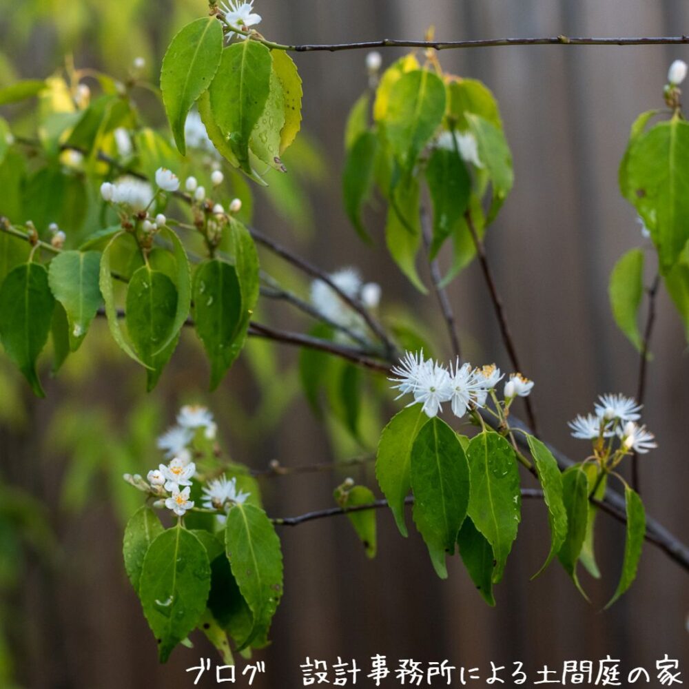 【雑木の庭】小さいからこそ美しい?!常緑ながら繊細な樹形のハイノキの開花 | 設計事務所による土間庭の家
