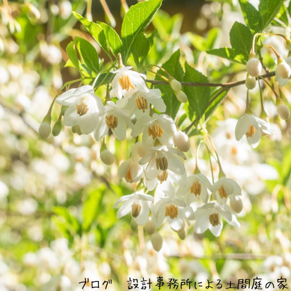 【雑木の庭】初夏の花の主役、満開に蜜蜂も喜ぶエゴノキの開花 | 設計事務所による土間庭の家