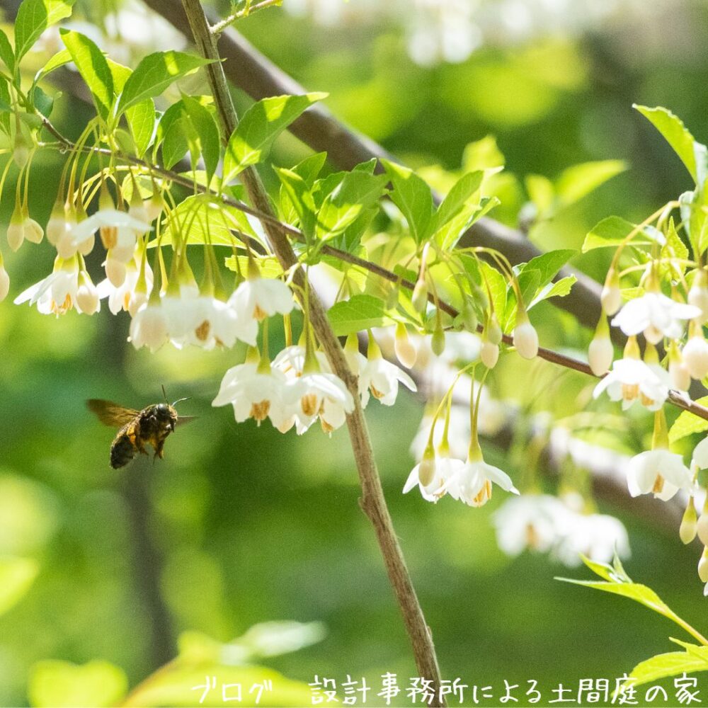 【雑木の庭】飛んでいるクマバチの雌雄判別は可能?!雌蜂は人にも家屋にも被害を与える可能性有り | 設計事務所による土間庭の家