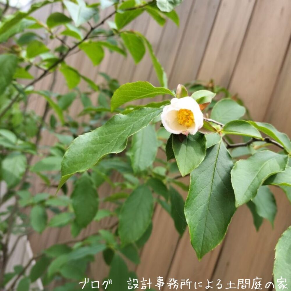 【雑木の庭】他家受粉戦略を行う常緑?夏椿（シャラ）の儚い一日花 | 設計事務所による土間庭の家