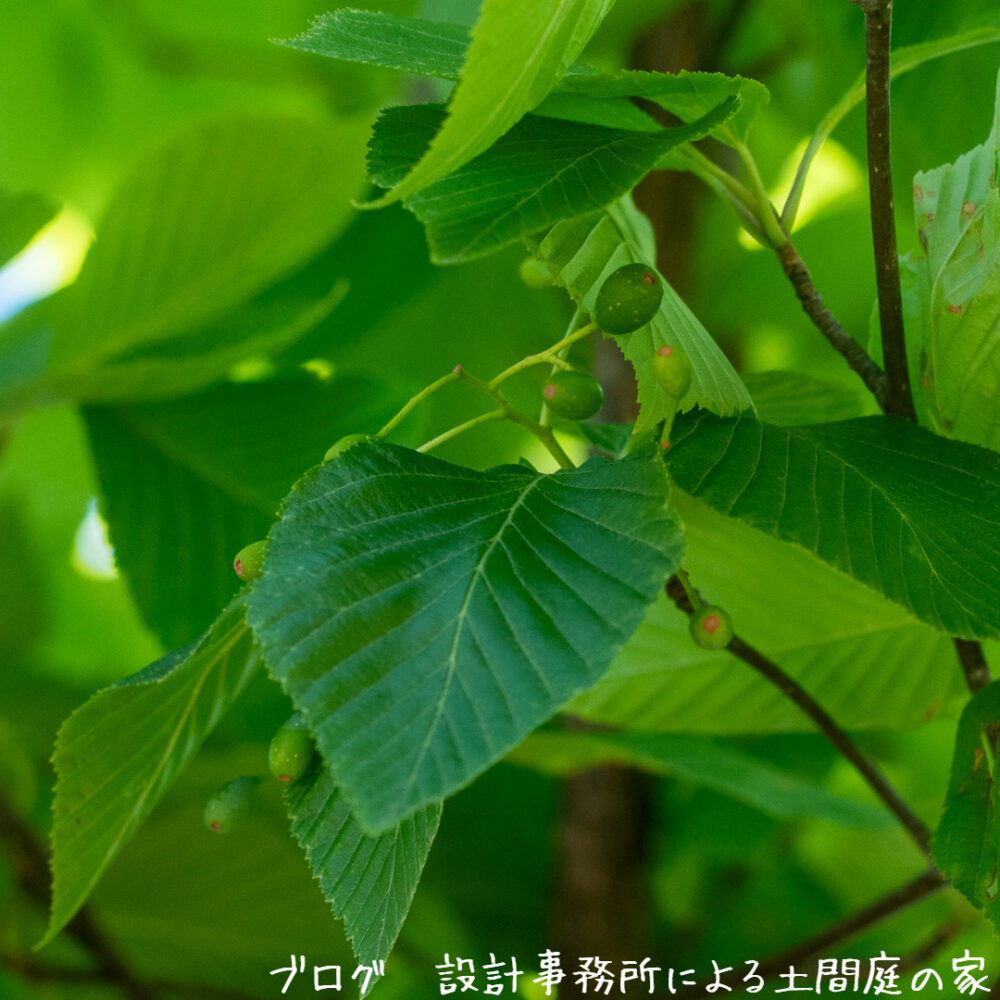 【雑木の庭】アズキナシ、アセビの実の特徴、誘鳥種や味、鑑賞価値など | 設計事務所による土間庭の家