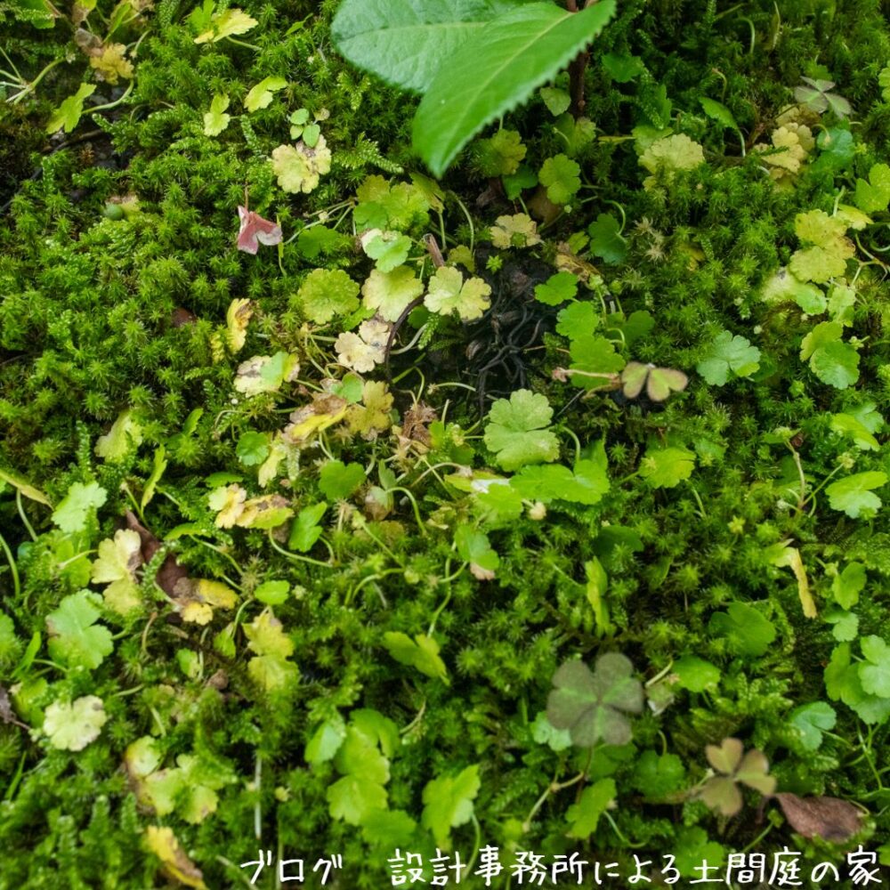 【雑木の庭】苔の中の雑草を除草剤で除去する方法-刷毛塗 | 設計事務所による土間庭の家