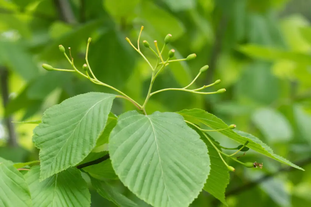 雑木の庭】アズキナシ、アセビの実の特徴、誘鳥種や味、鑑賞価値など