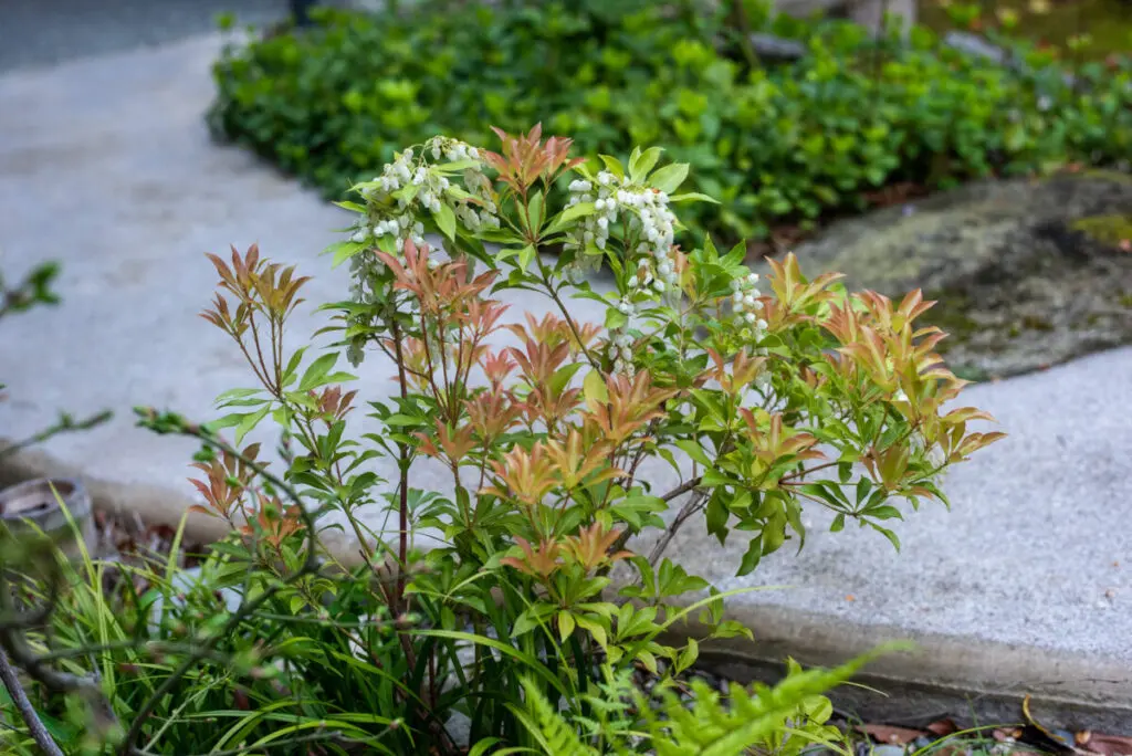 山採り　アズキナシ 楽天市場】【現品発送】【山採り天然木】樹形と幹肌、花、実を楽しめる