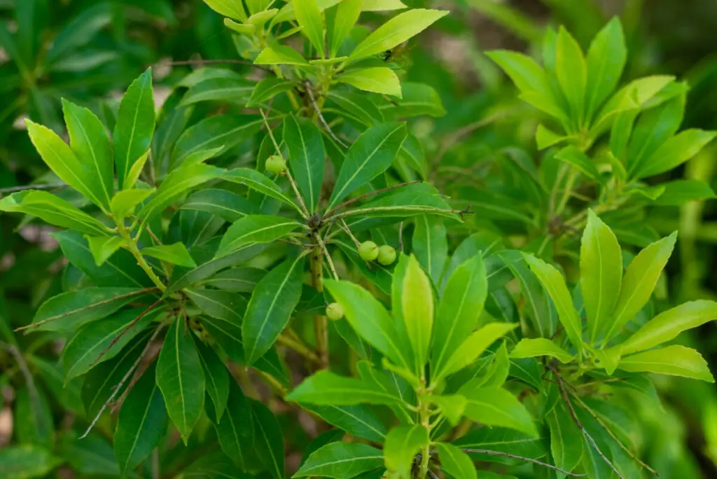雑木の庭】アズキナシ、アセビの実の特徴、誘鳥種や味、鑑賞価値など