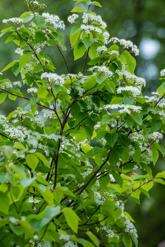 雑木の庭】アズキナシ、アセビの実の特徴、誘鳥種や味、鑑賞価値など