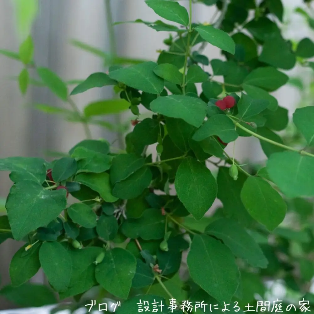 雑木の庭】アブラチャン、ウグイスカグラの実の特徴、誘鳥種や味、鑑賞