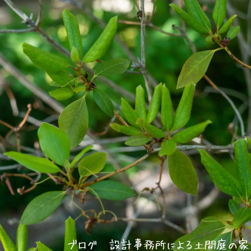 雑木の庭】春から初夏のヤブツバキ、ヤマコウバシ、ヤマボウシ、寒緋桜