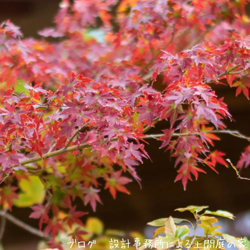 雑木の庭】紅葉が簡単に楽しめる樹種5選 | 設計事務所による土間庭の家